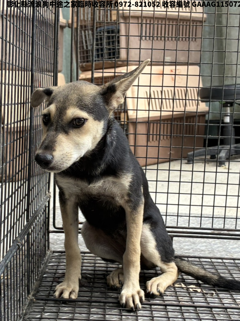 領養小型黑黃色母犬