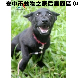 領養中型黑色母犬