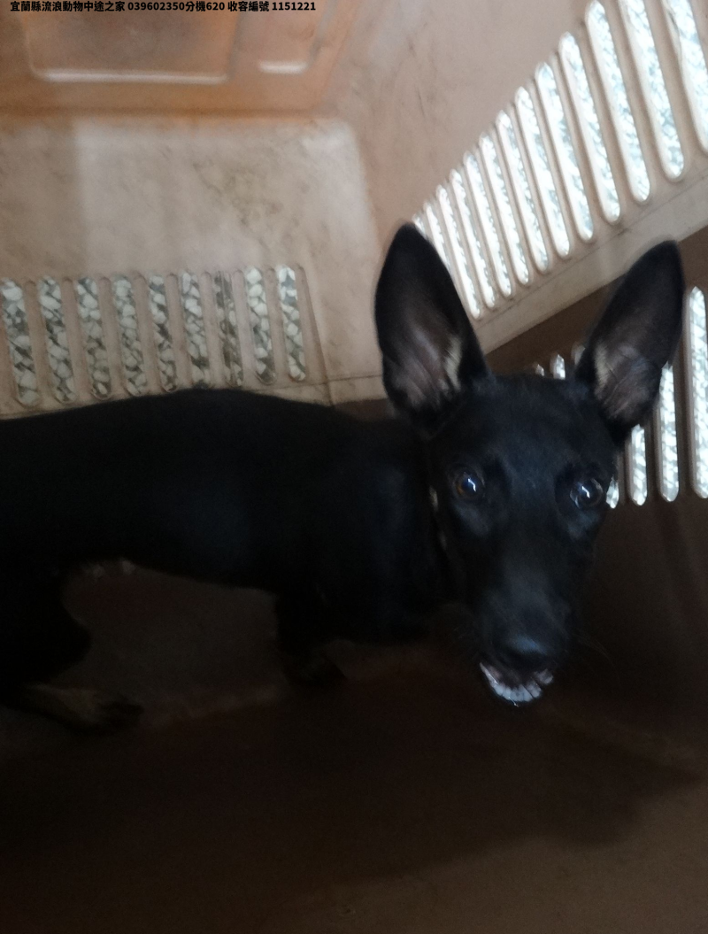 領養中型黑色公犬