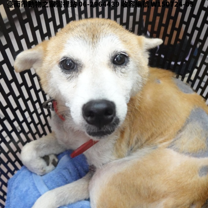 領養中型黃色母犬