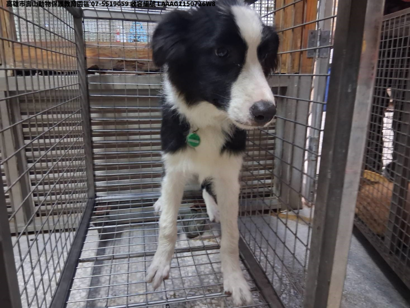 領養大型黑色公犬
