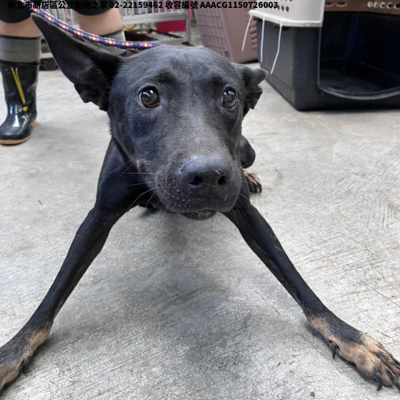 領養大型黑黃色母犬