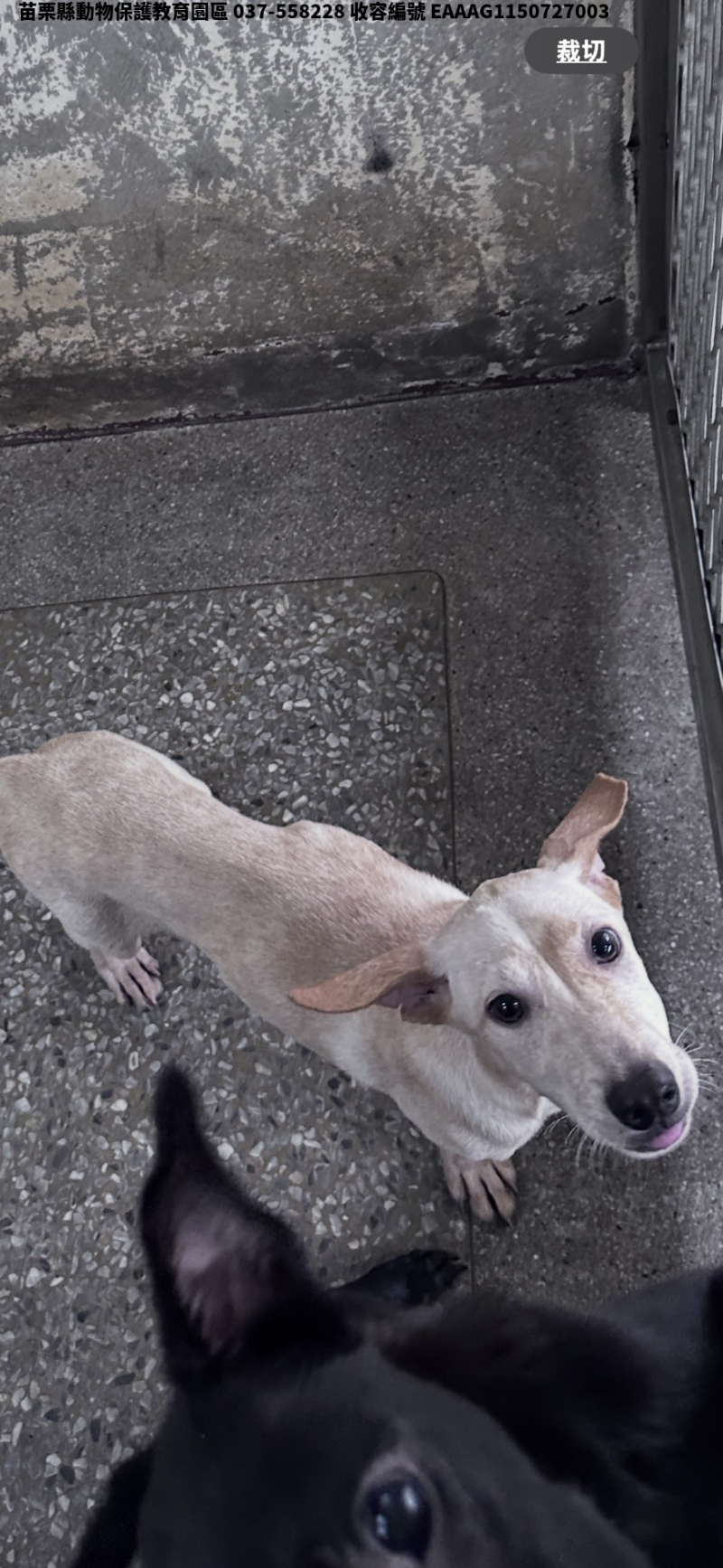 領養中型米色公犬