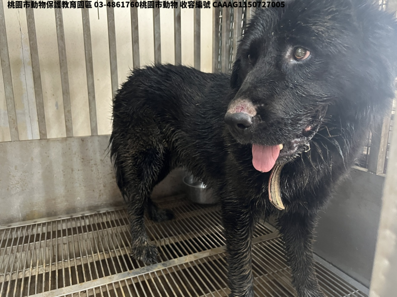 領養大型黑色公犬