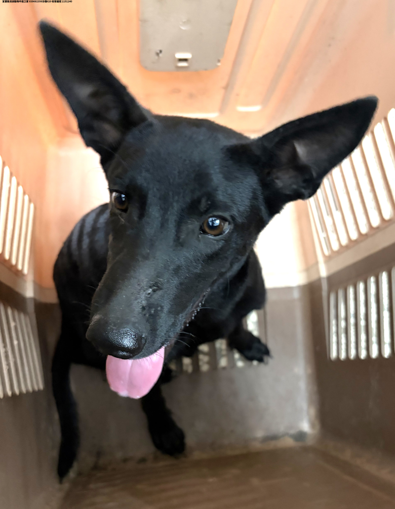 領養中型黑色公犬