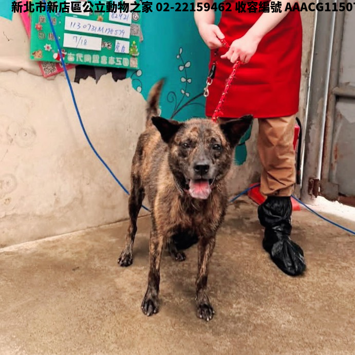 領養中型虎斑色公犬