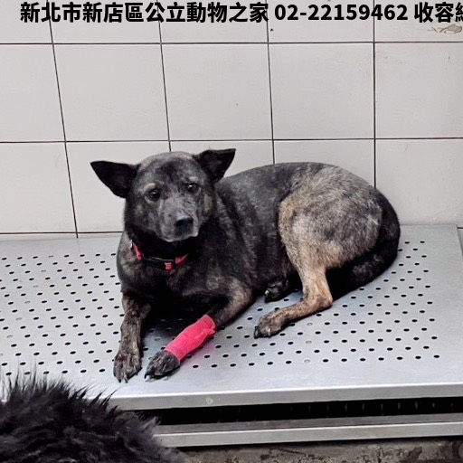 領養小型虎斑色母犬