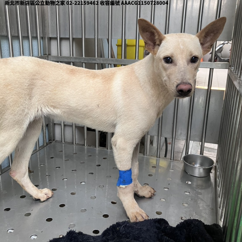 領養中型米色公犬