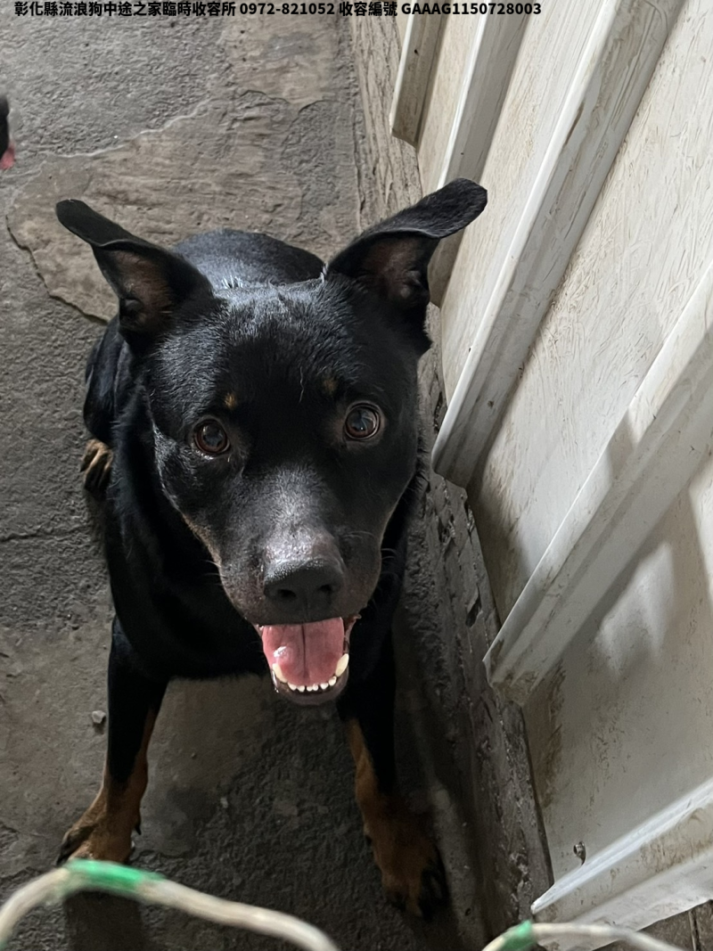 領養中型黑黃色公犬