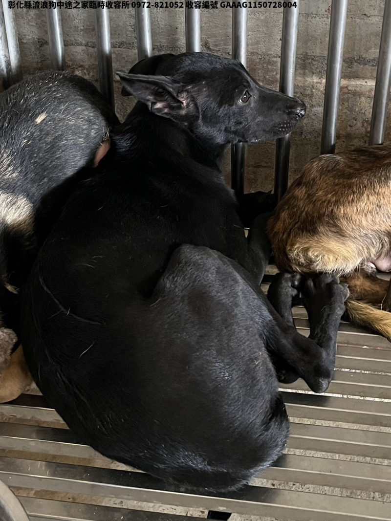 領養中型黑色母犬
