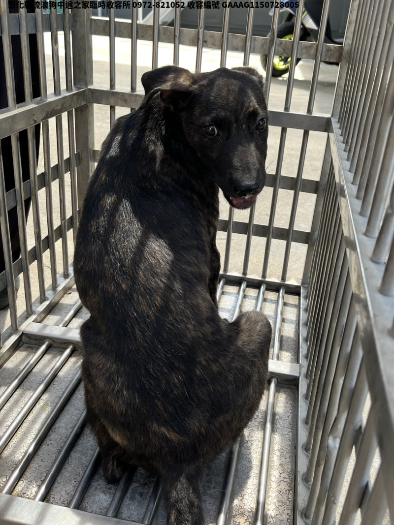 領養小型虎斑色公犬