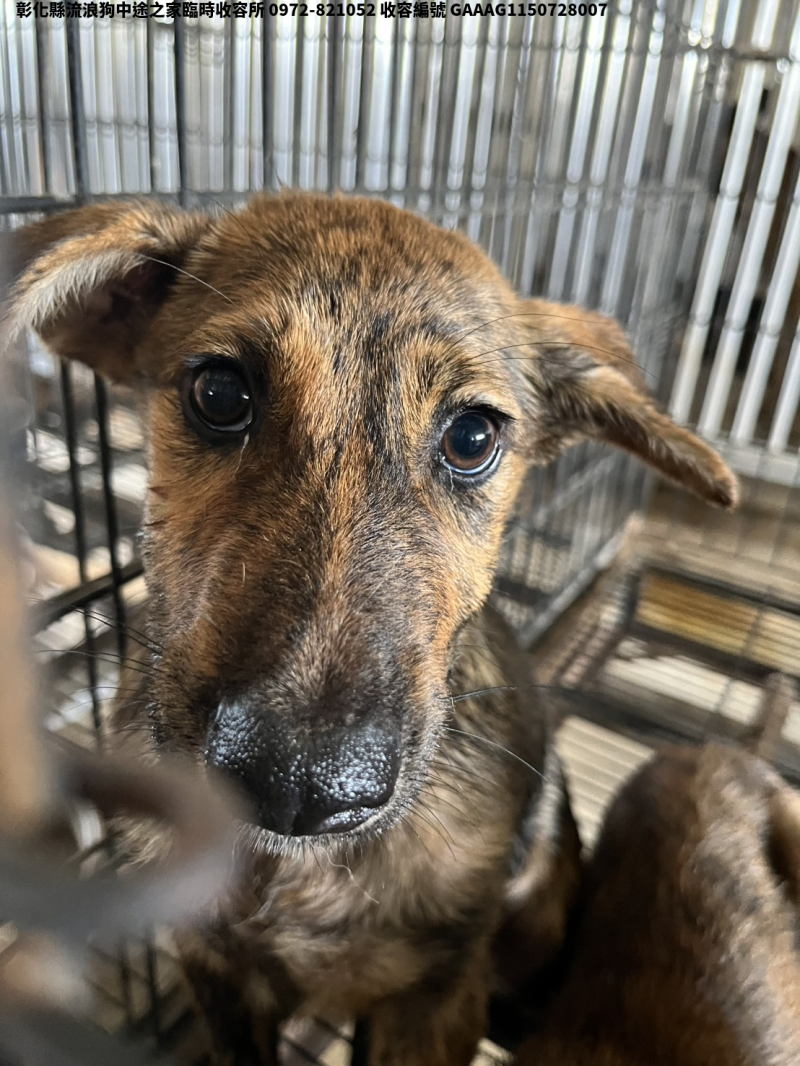 領養小型虎斑色公犬