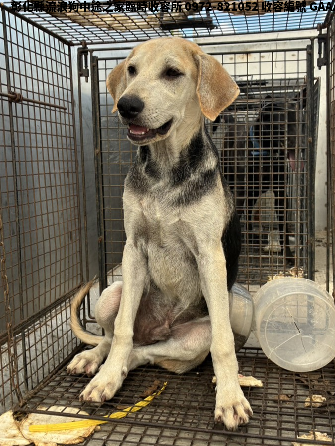 領養中型三花色公犬