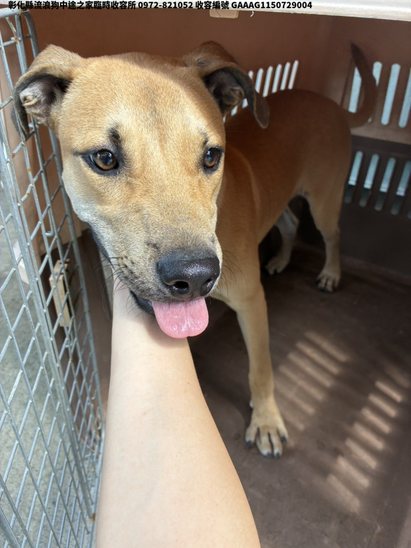 領養中型黃色公犬