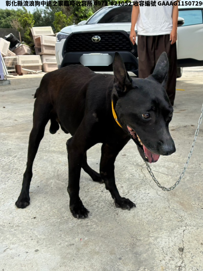 領養中型黑色公犬