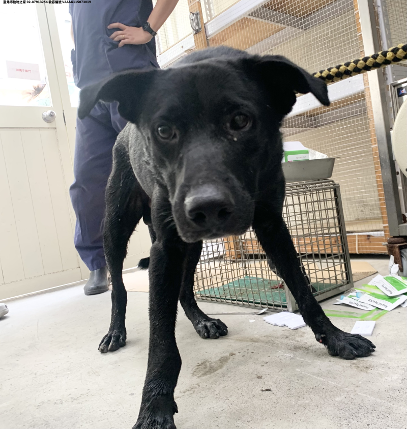 領養中型黑色公犬