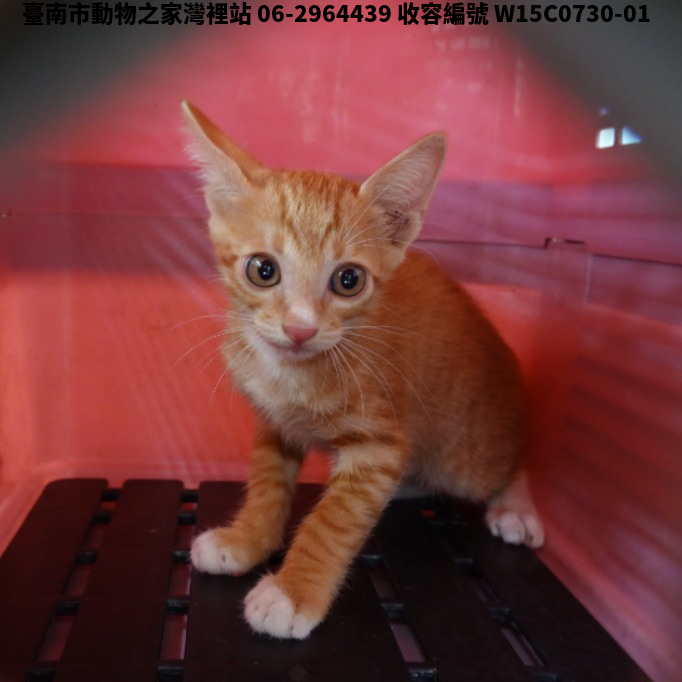 領養中型黃白色公貓