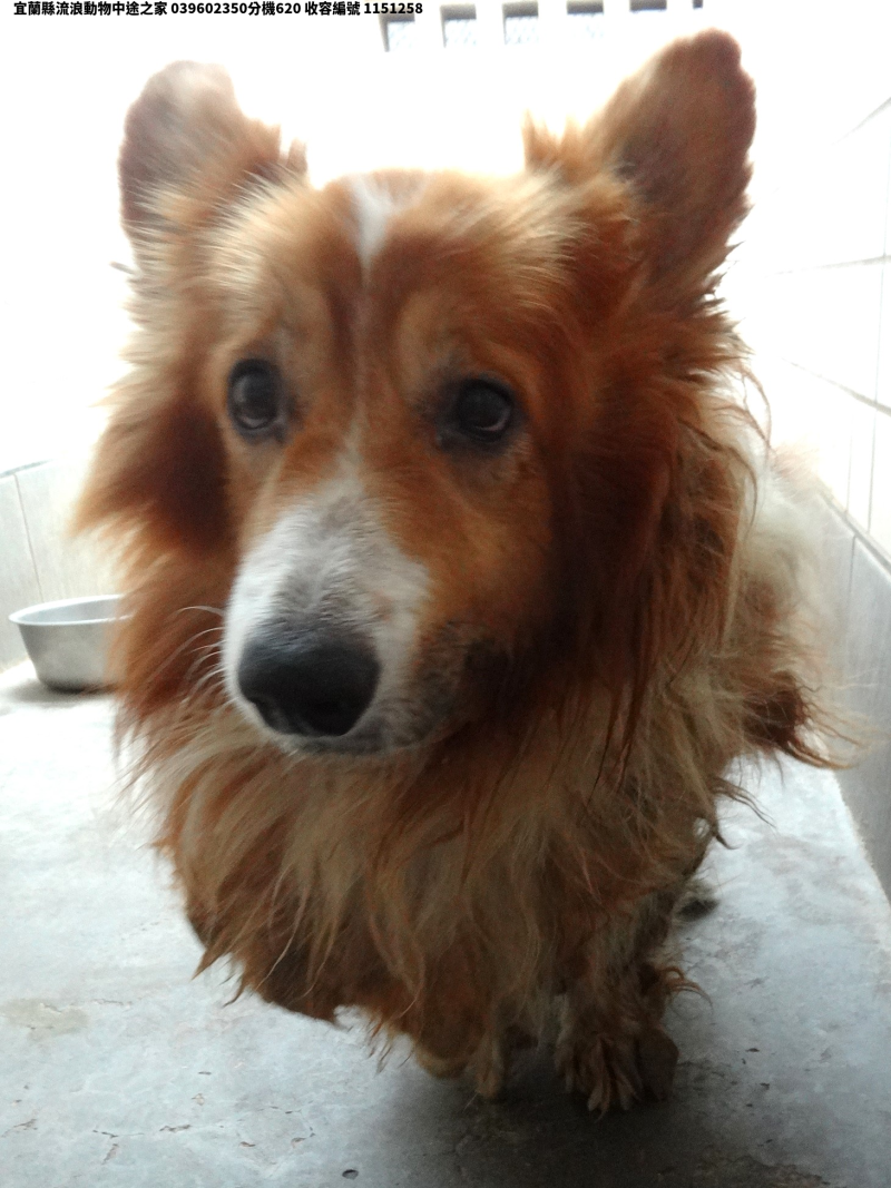領養中型黃白色公犬