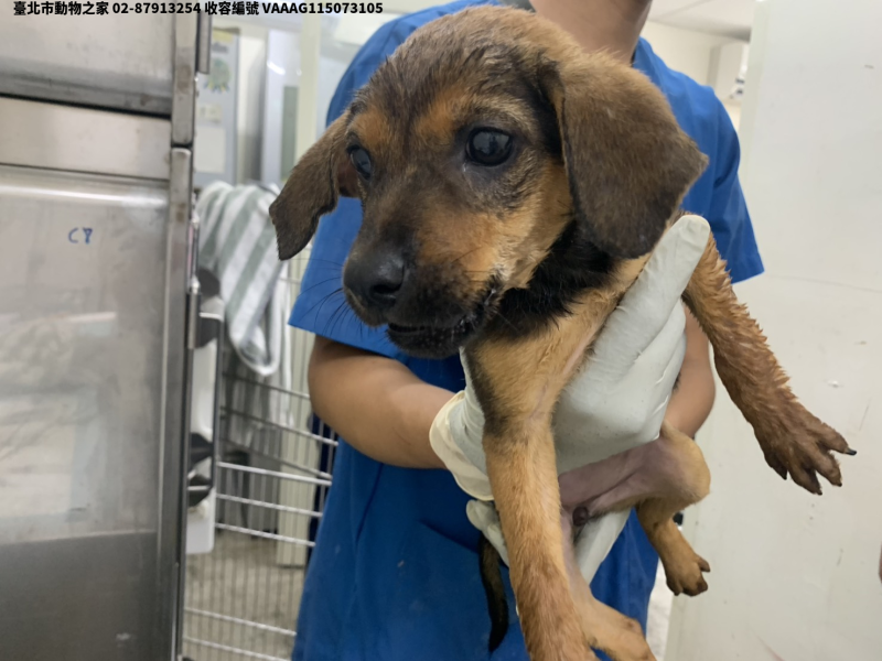 領養小型黑黃色母犬