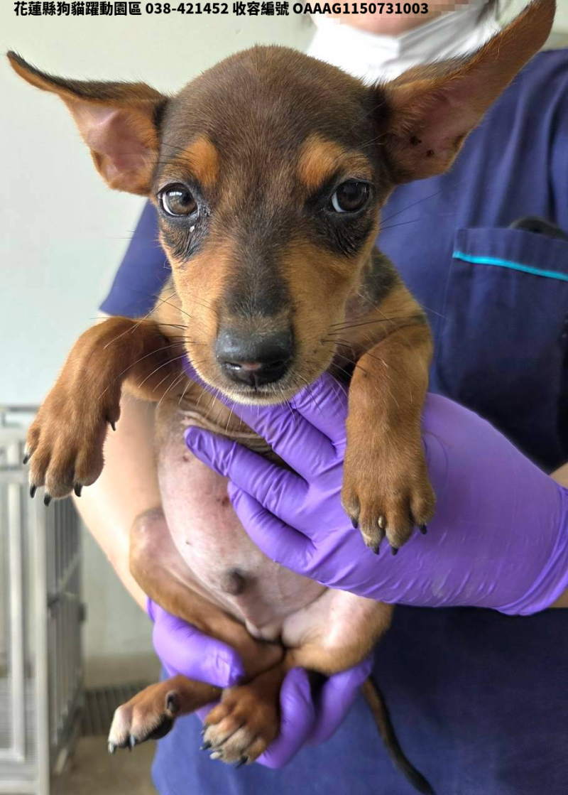 領養中型黃色公犬