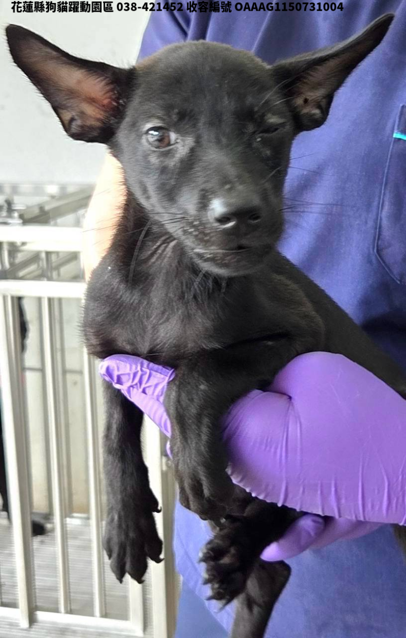 領養中型黑色母犬