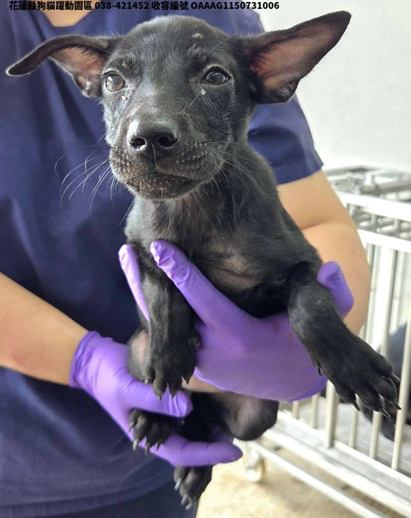 領養中型黑色母犬