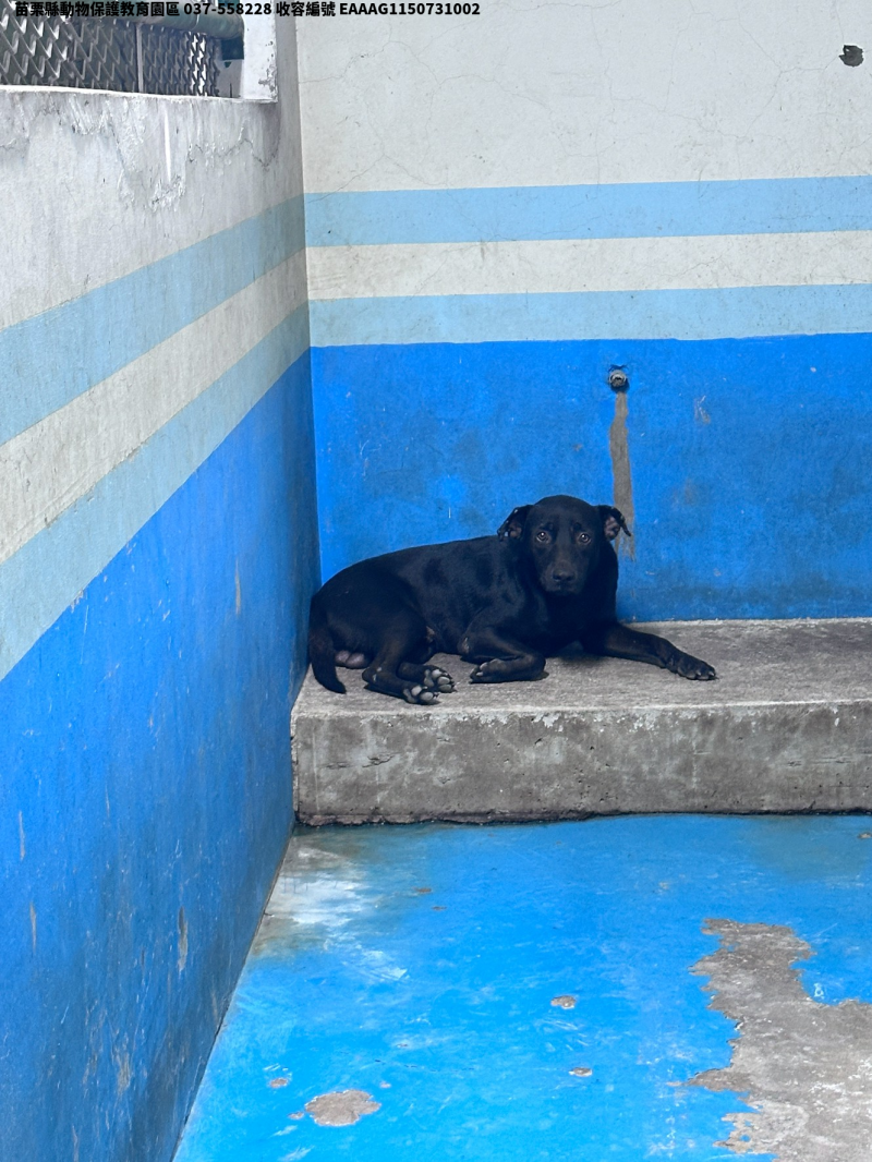 領養大型黑色公犬