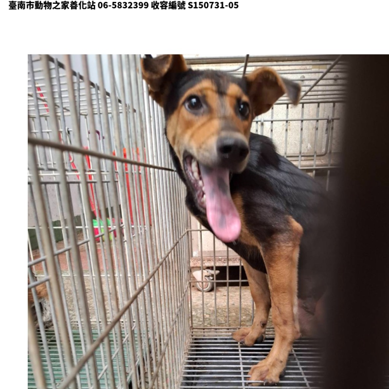 領養中型黑黃色公犬