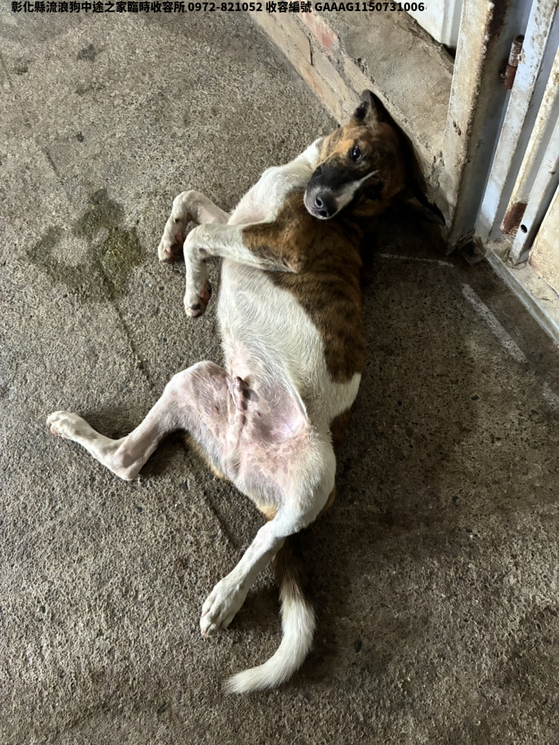 領養中型虎斑白色公犬