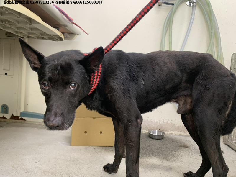 領養中型黑色公犬