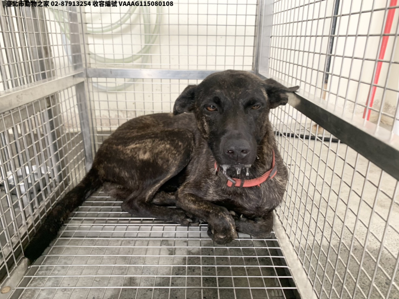 領養中型虎斑色母犬