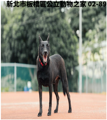 領養中型黑色公犬