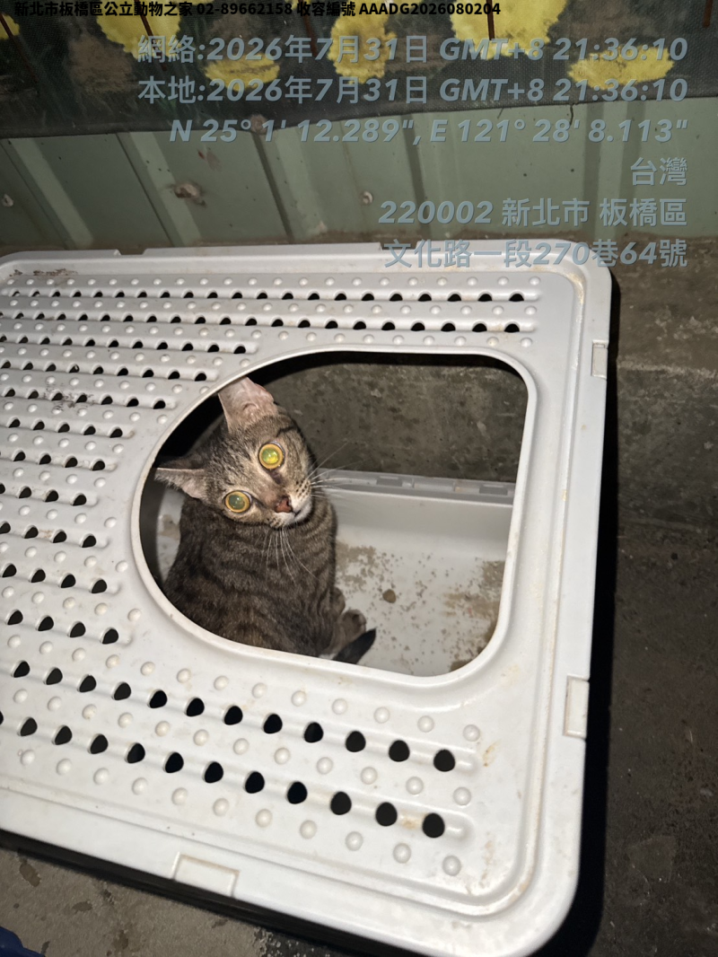 領養小型虎斑色母貓