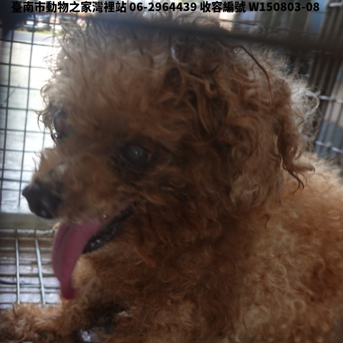領養中型棕色母犬
