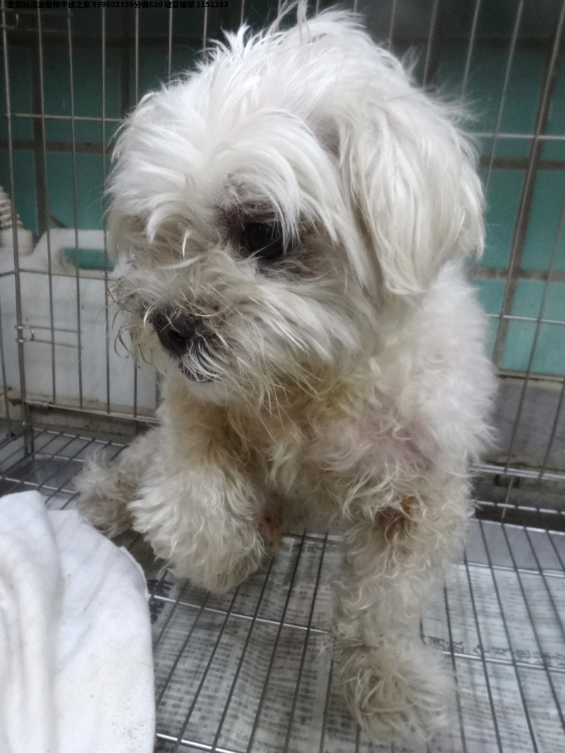 領養中型白色公犬
