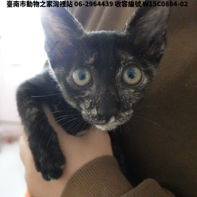 領養中型母貓
