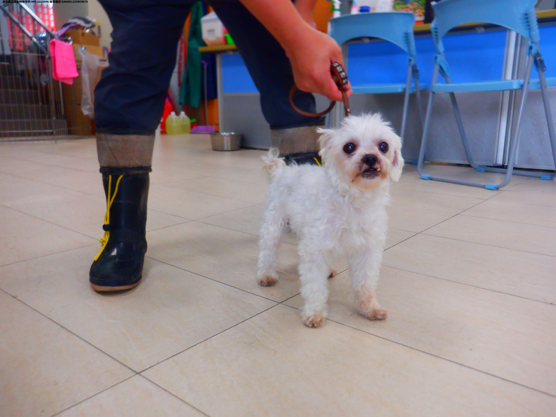 領養小型白色公犬