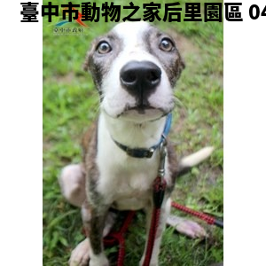 領養大型棕白色公犬