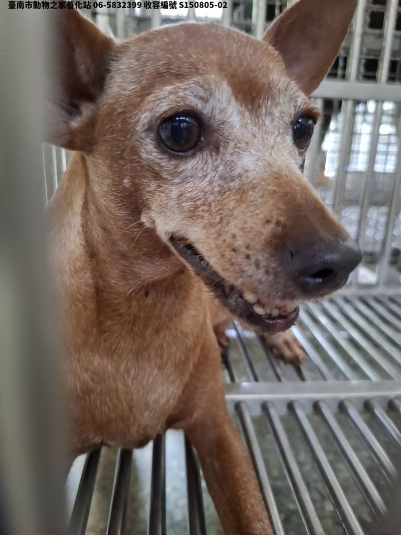 領養中型棕色母犬