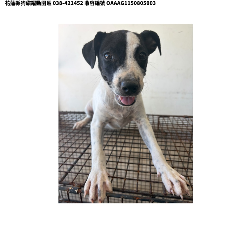 領養中型黑白色母犬