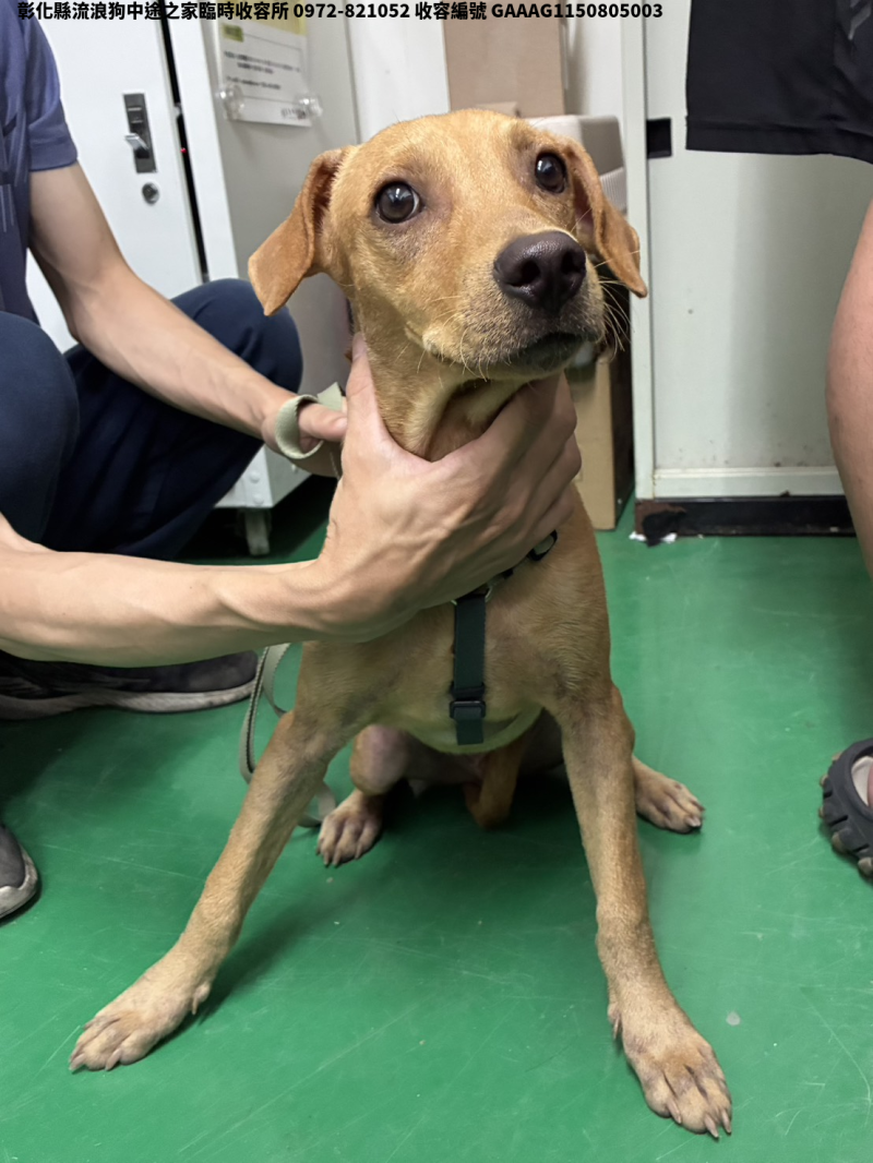 領養中型黃色公犬