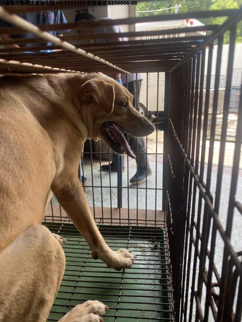 領養中型黃色母犬