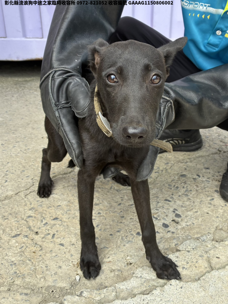 領養小型黑色母犬