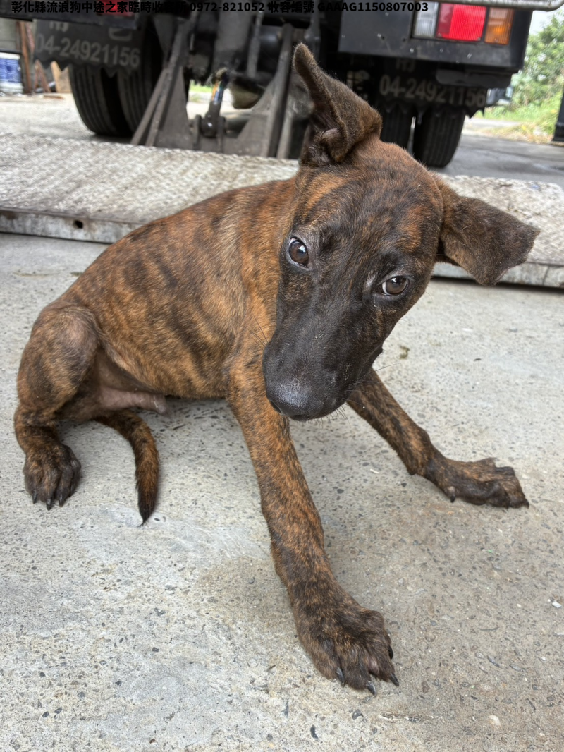 領養小型虎斑色公犬