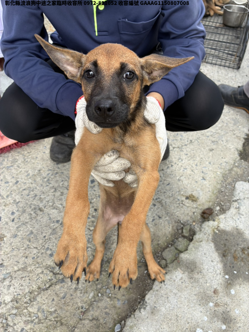 領養小型母犬