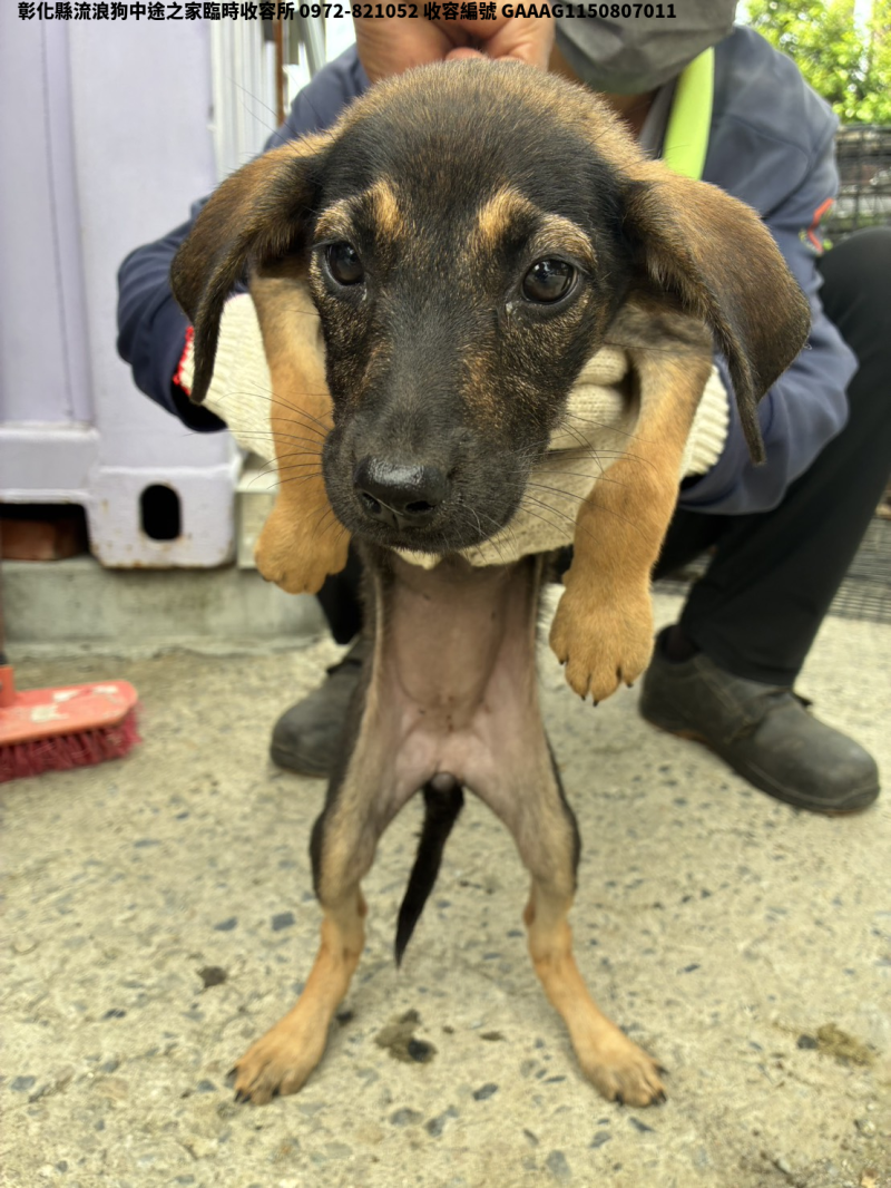 領養小型黑黃色母犬