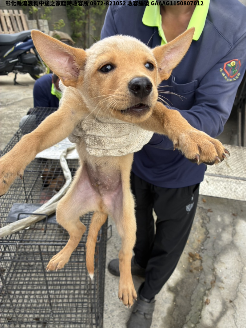 領養小型米色公犬