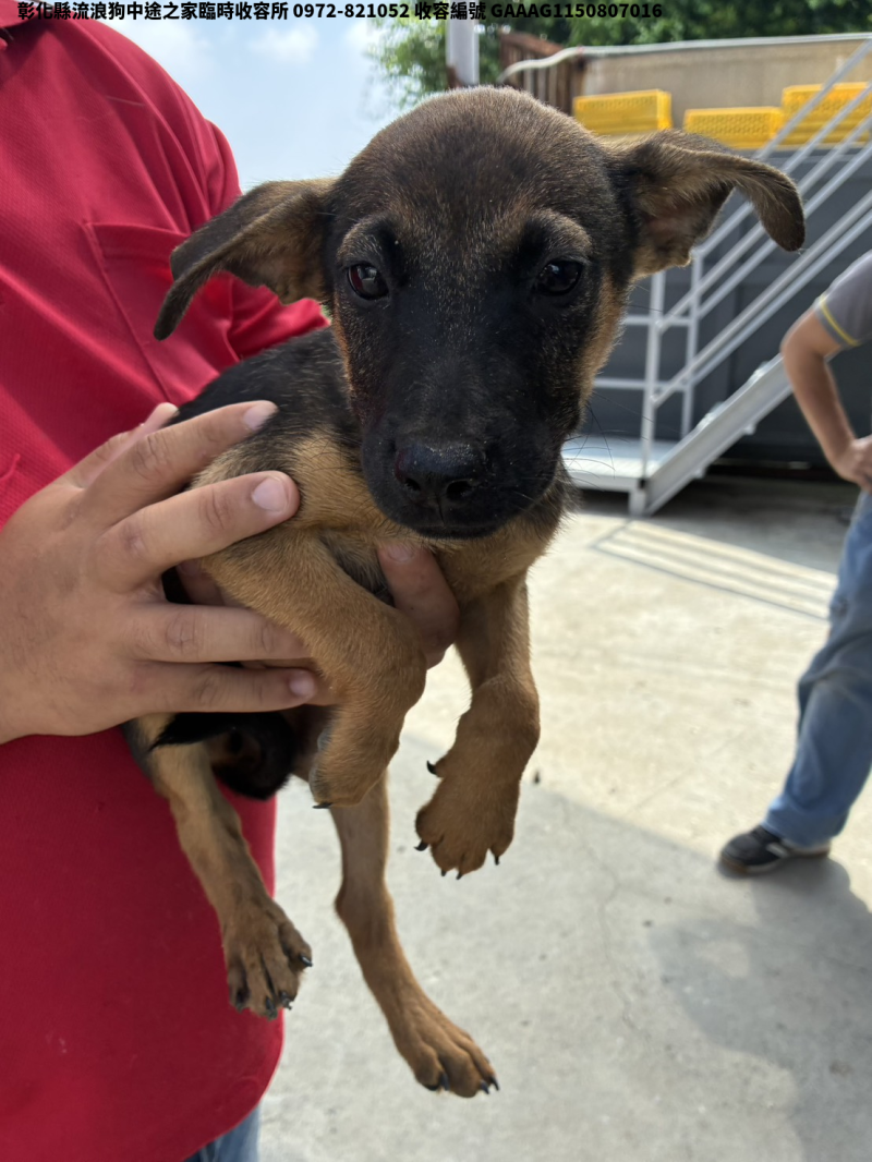 領養小型黑黃色公犬