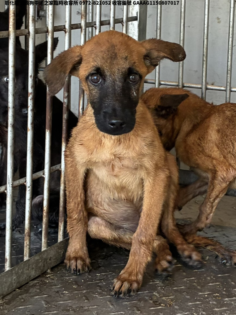 領養小型黃色公犬