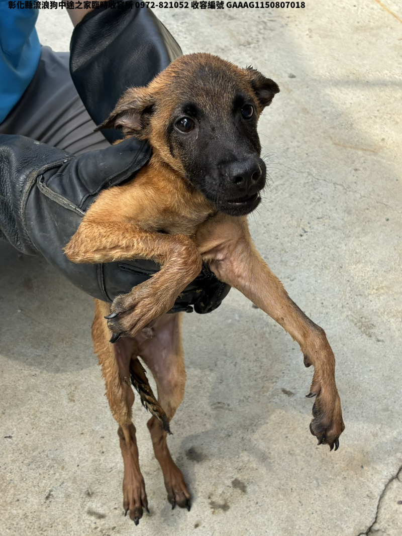 領養小型黃色公犬